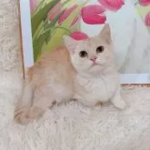 マンチカン(短足)【千葉県・男の子・2025年7月16日・クリームカメオタビー】の写真5