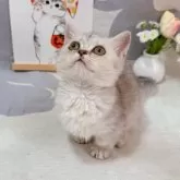 マンチカン(短足)【千葉県・女の子・2025年7月16日・シルバータビー】の写真7