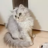 ミヌエット(長足)【千葉県・女の子・2025年7月5日・シルバータビー】の写真6