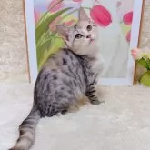 マンチカン(長足)【千葉県・女の子・2025年7月23日・キャリコ】の写真6