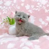 ブリティッシュショートヘア【千葉県・女の子・2025年5月10日・ブルー】の写真6