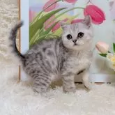 ブリティッシュショートヘア【千葉県・男の子・2025年8月8日・シルバータビー】の写真6