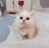 ミヌエット(短足)【千葉県・男の子・2025年8月5日・カメオ】の写真8