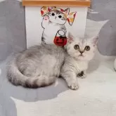 マンチカン(短足)【千葉県・女の子・2025年7月16日・シルバータビー】の写真8