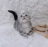 マンチカン(短足)【千葉県・男の子・2024年12月16日・シルバータビー】の写真7