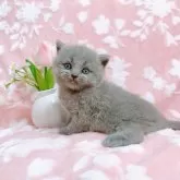 ブリティッシュショートヘア【千葉県・女の子・2025年5月10日・ブルー】の写真7