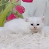 ミヌエット(短足)【千葉県・女の子・2025年9月15日・ホワイト&シルバー】の写真8