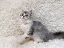 ミヌエット(長足)【千葉県・女の子・2024年8月25日・シルバータビーホワイト】の写真7