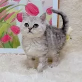 ブリティッシュショートヘア【千葉県・男の子・2025年8月8日・シルバータビー】の写真7