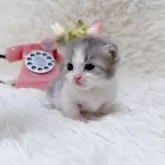 マンチカン(短足)【千葉県・男の子・2025年6月28日・ブルータビーホワイト】の写真7