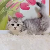 マンチカン(短足)【千葉県・男の子・2025年9月15日・シルバータビーホワイト】の写真7