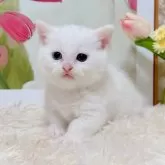 マンチカン(短足)【千葉県・男の子・2025年9月15日・ホワイト】の写真8