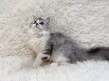 ミヌエット(長足)【千葉県・女の子・2024年8月25日・シルバータビーホワイト】の写真8