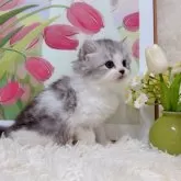 ミヌエット(長足)【千葉県・男の子・2025年9月15日・シルバータビーホワイト】の写真9