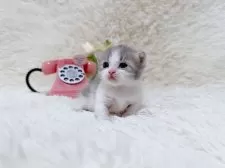 マンチカン(短足)【千葉県・男の子・2025年6月28日・ブルータビーホワイト】の写真8