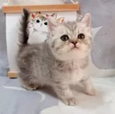 ブリティッシュショートヘア【千葉県・女の子・2025年8月8日・シルバータビー】の写真9