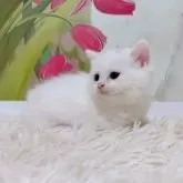 ミヌエット(短足)【千葉県・女の子・2025年9月15日・ホワイト&シルバー】の写真9