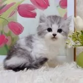 ミヌエット(長足)【千葉県・男の子・2025年9月15日・シルバータビーホワイト】の写真10