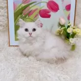 ミヌエット(短足)【千葉県・男の子・2025年8月5日・カメオ】の写真9