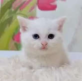 マンチカン(短足)【千葉県・男の子・2025年9月15日・ホワイト】の写真15