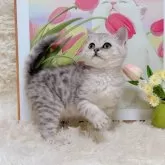 ブリティッシュショートヘア【千葉県・男の子・2025年8月8日・シルバータビー】の写真9