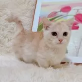 マンチカン(短足)【千葉県・男の子・2025年7月16日・クリームカメオタビー】の写真9