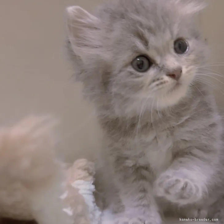 ID:2307-03192の子猫