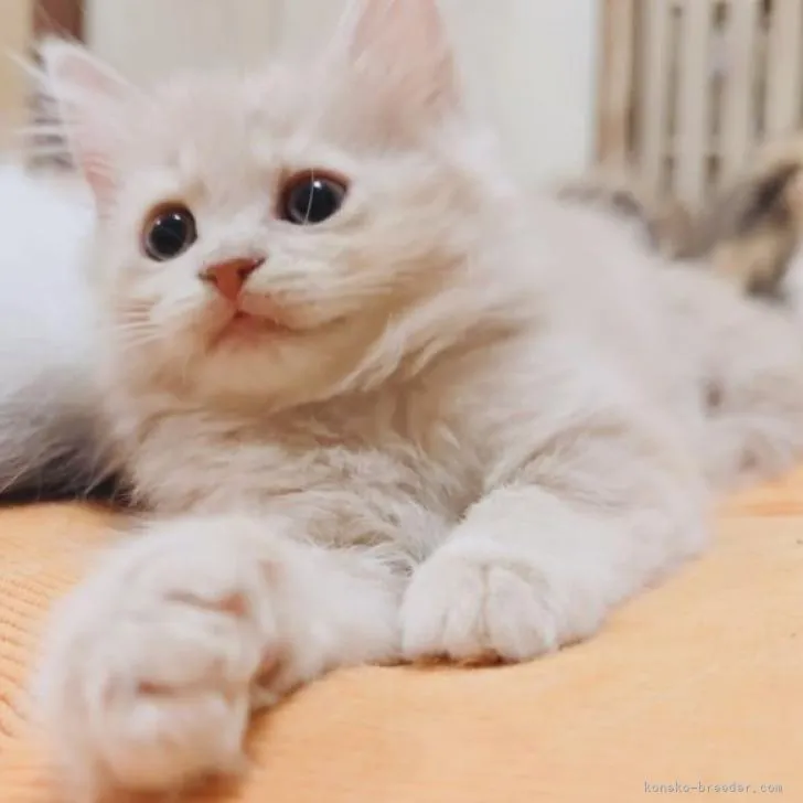 ID：2303-00257の子猫
