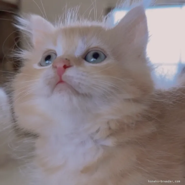 ID：2306-00306の子猫