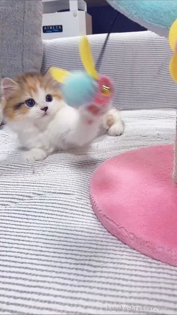 ID:2106-00990の子猫