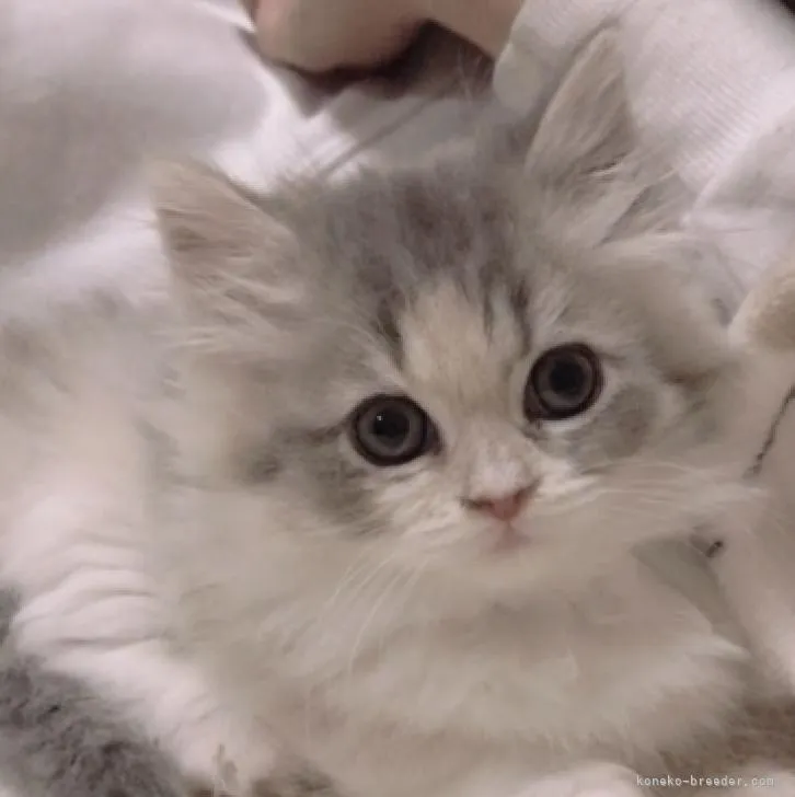 ID：2211-01049の子猫
