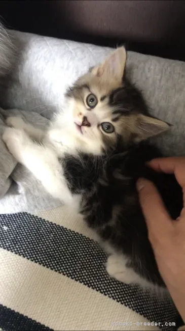 ID：2109-02633の子猫