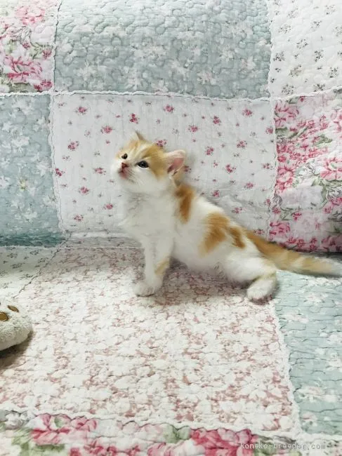 ID:2003-00379の子猫