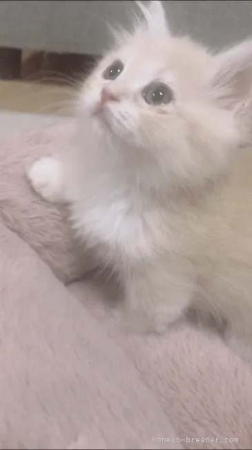 ID：2204-00131の子猫