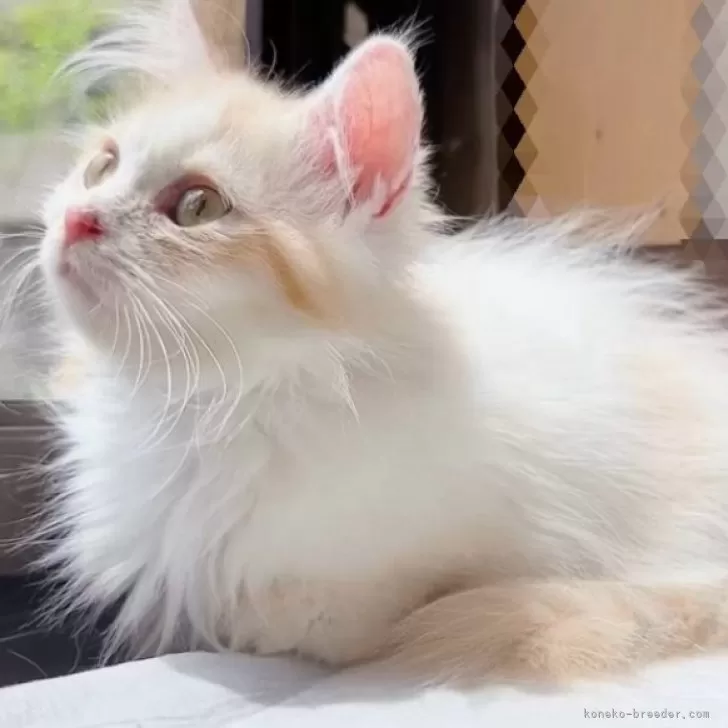 ID：2405-03885の子猫