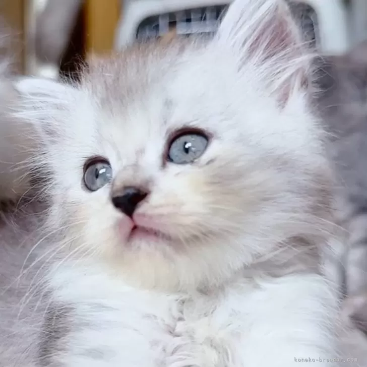 ID:2406-00431の子猫