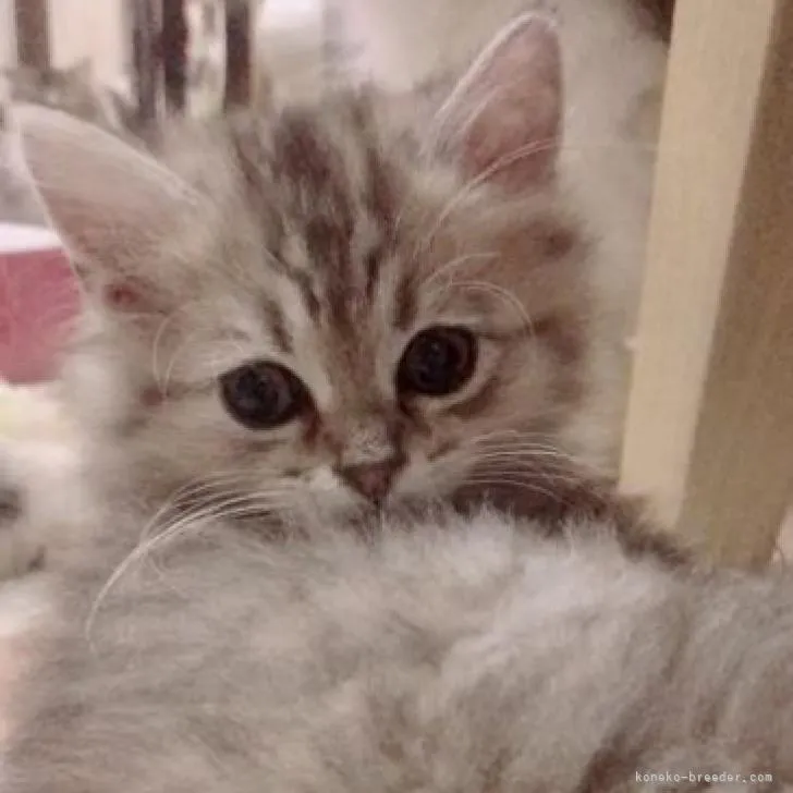 ID：2212-02367の子猫