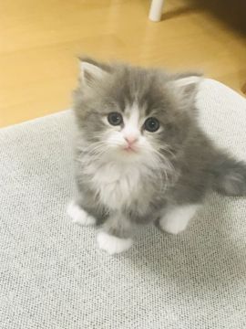 ラガマフィン【奈良県・男の子・2019年10月14日・ブルータビー&ホワイト（ロング）】の写真「コロコロ✨お目めクリクリ💕」