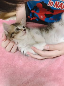 ラガマフィン【奈良県・男の子・2021年2月15日・ブラウンタビー&ホワイト（ロング）】の写真「ひっつき虫😅」