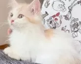 マンチカン(短足)【奈良県・男の子・2024年2月23日・レッドタビー&ホワイト】の写真5