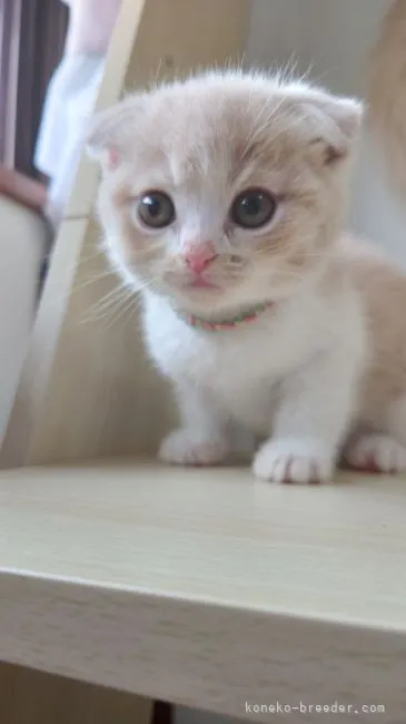 ID:2206-01567の子猫