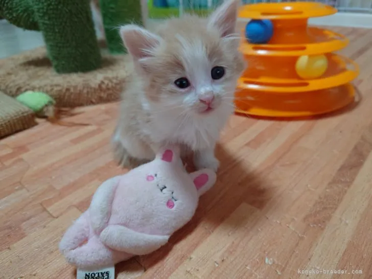 ID：2103-01607の子猫