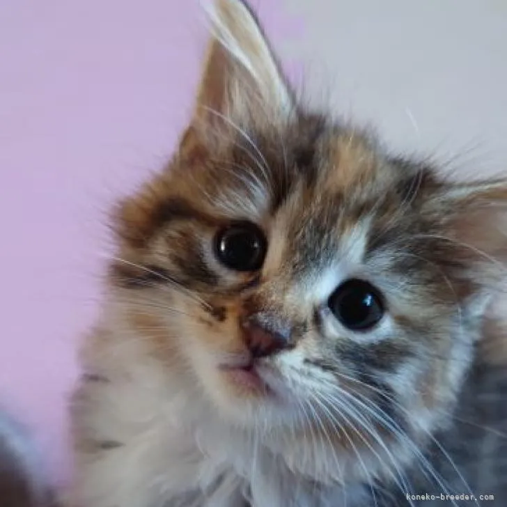 ID:2210-00417の子猫