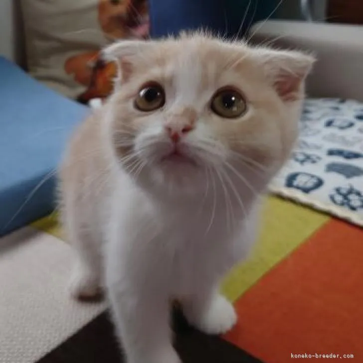 ID:2206-02196の子猫