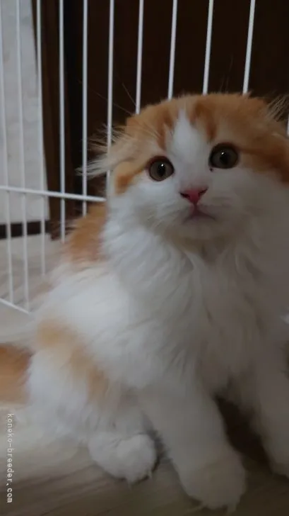 ID：2106-02028の子猫