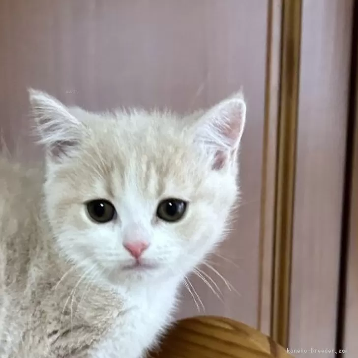 ID：2312-02944の子猫