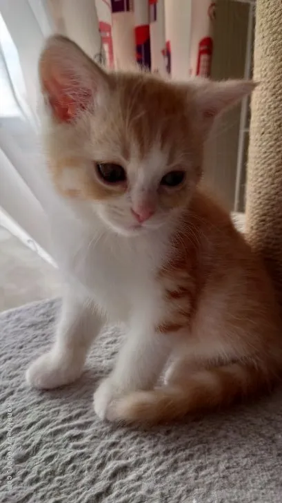 ID：2201-02031の子猫