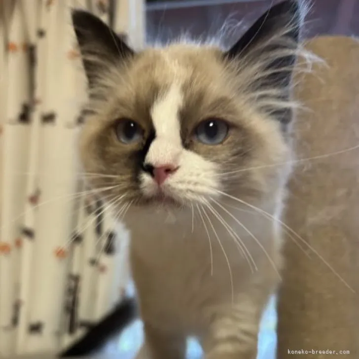 ID：2303-01177の子猫
