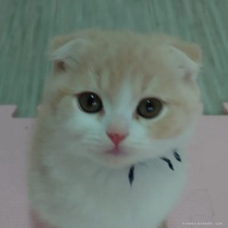 ID：2303-02716の子猫