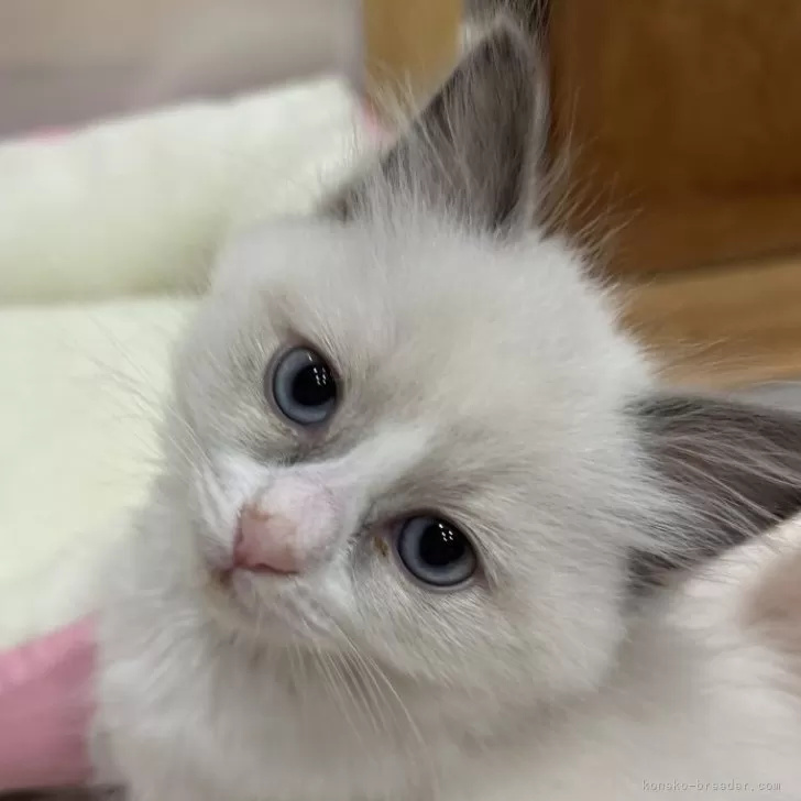 ID：2312-02538の子猫